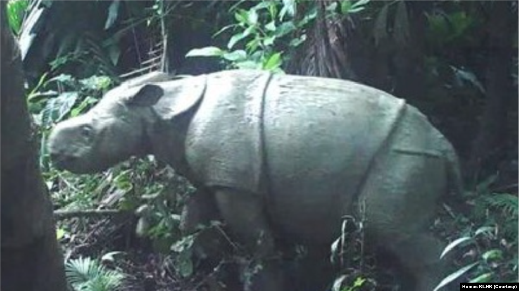 Kabar Gembira! Penghuni Taman Nasional Ujung Kulon Kembali Ketambahan Seekor Badak Jawa