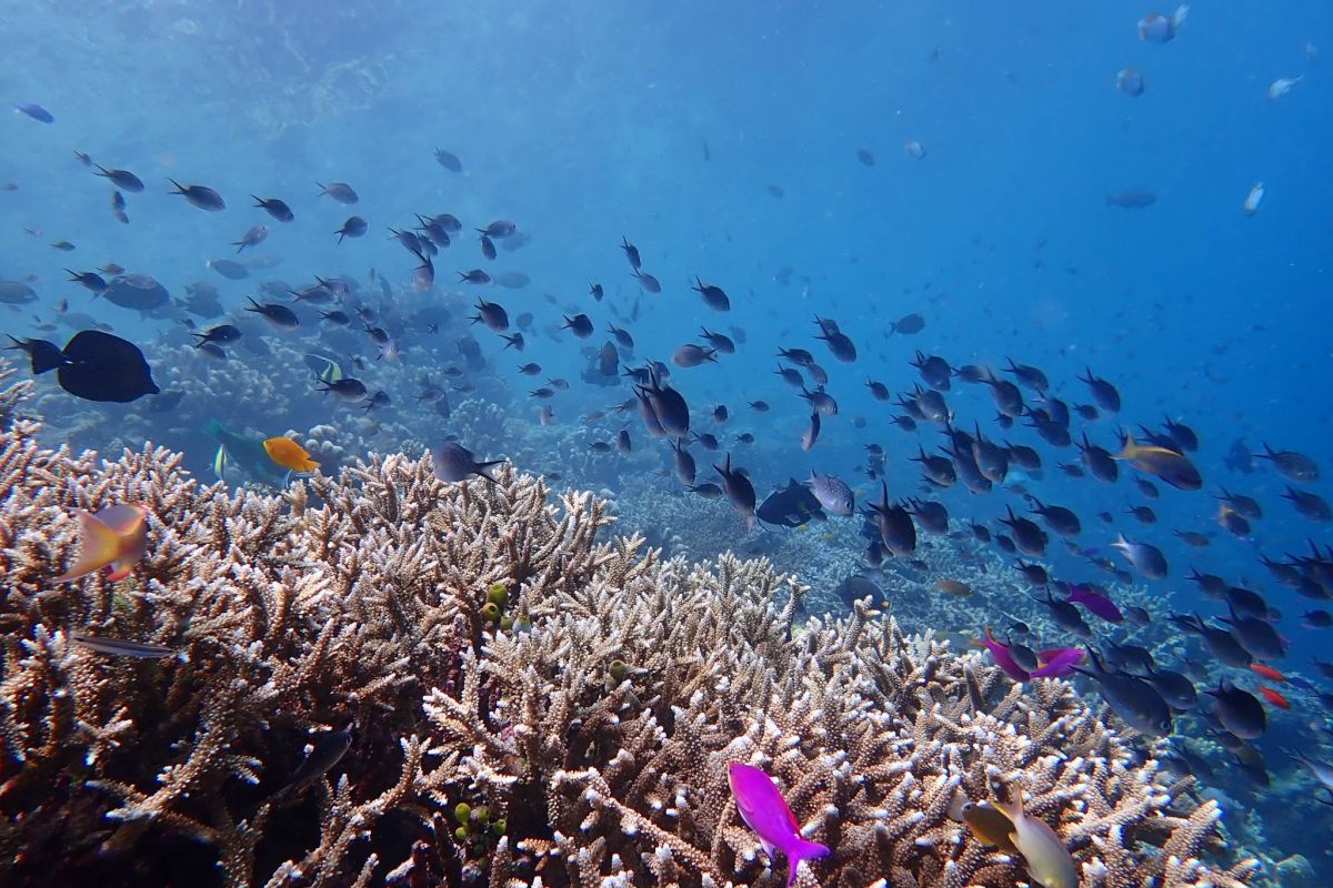 Koralestari, Upaya Konservasi Jutaan Hektare Kawasan Terumbu Karang di Kalimantan Timur