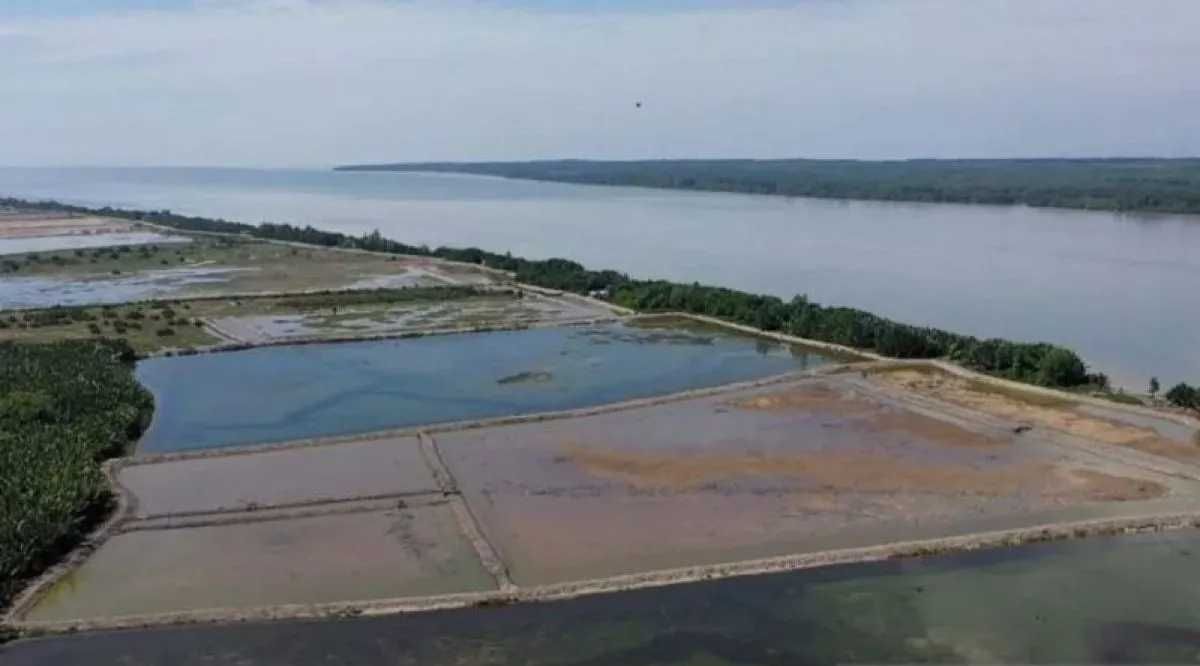 11.000 Hektare Hutan Mangrove di Berau Dalam Kondisi Rusak