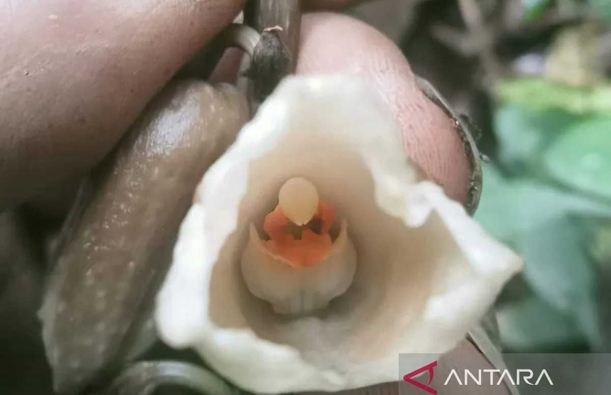 Balai Besar Taman Nasional Bromo Tengger Semeru Temukan Dua Spesies Baru Anggrek Gastrodia