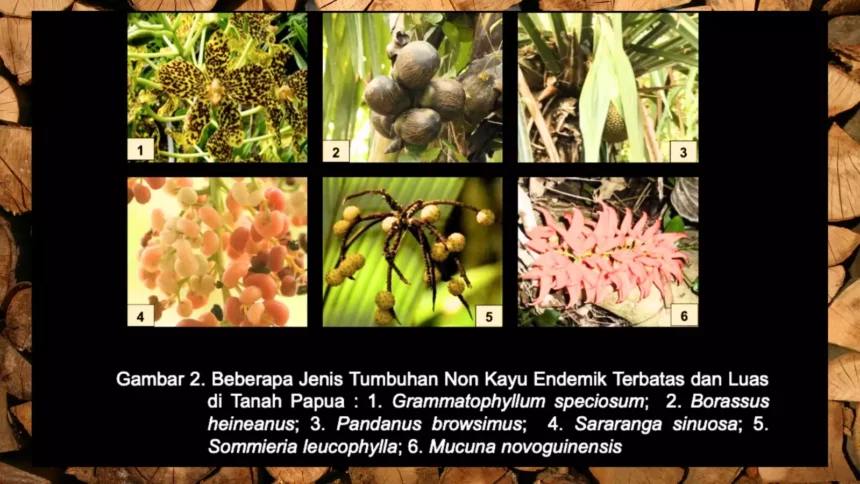 Mengenal Keanekaragaman Hayati Tanah Papua