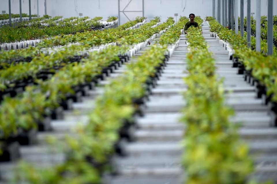 Bisakah Pusat Plasma Nutfah Nasional Menggantikan Hutan yang Hilang di IKN?