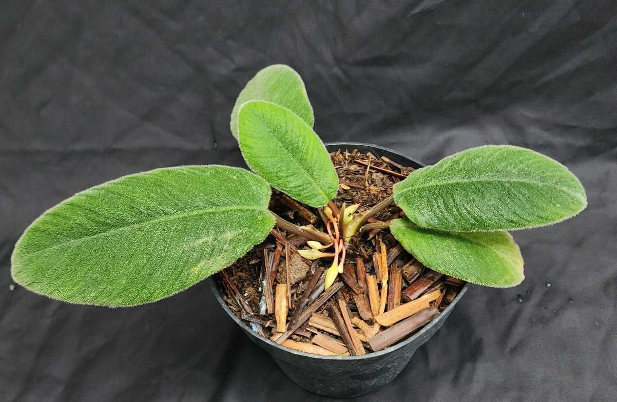 Perkenalkan, Homalomena Lingua-felis Spesies Baru Araceae Temuan Peneliti BRIN