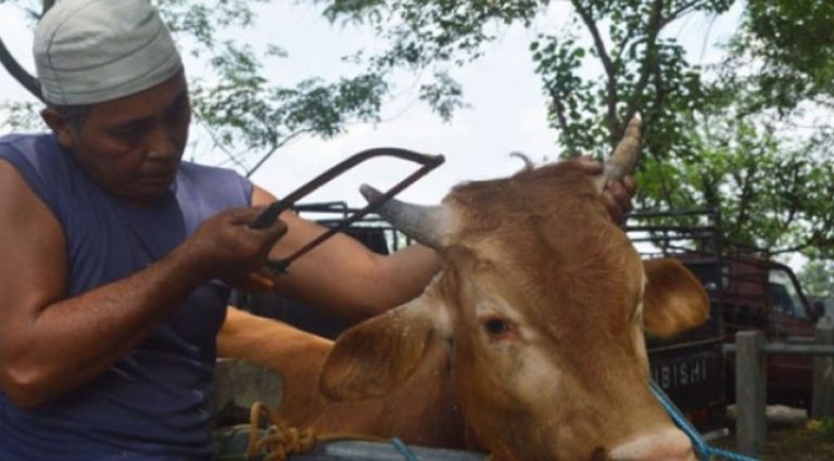 Salon Sapi, Tradisi Unik di Kota Blitar Jelang Hari Raya Idul Adha