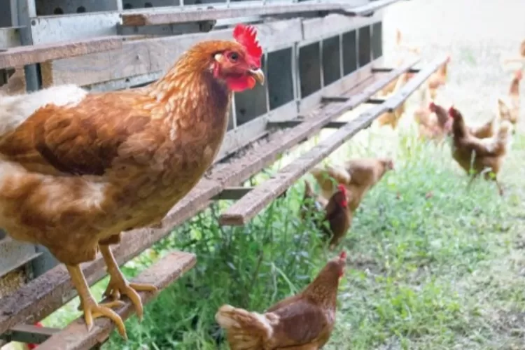 Peternakan Ayam Petelur Tanpa Sangkar, Cara Baru yang Lebih Memperhatikan Kesejahteraan Hewan