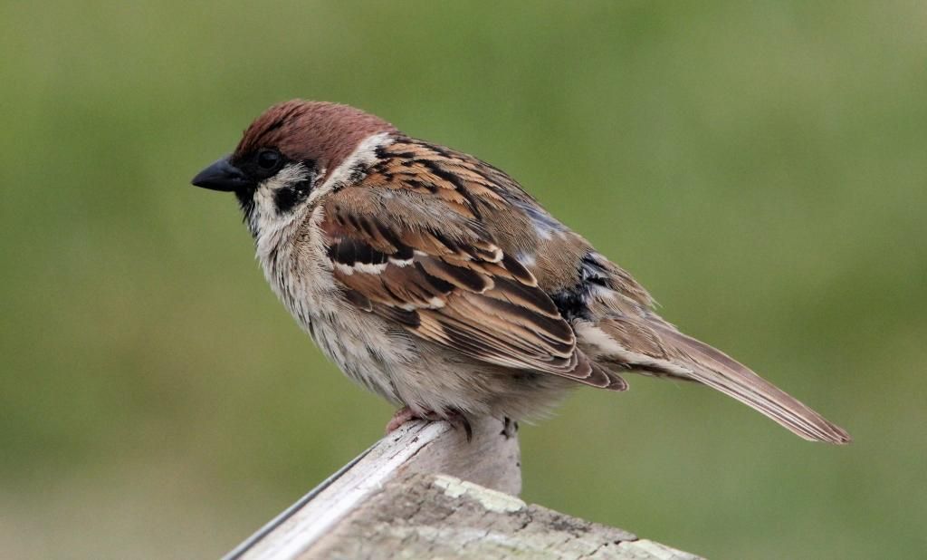 Degradasi Lingkungan dan Perubahan Habitat Mengancam Keberadaan Burung Gereja di Jepang