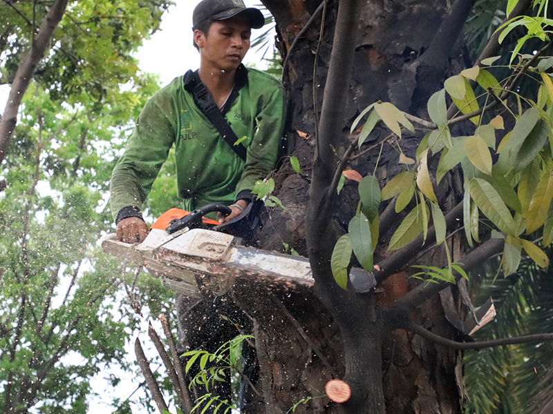 Ribuan Pohon di Jakarta Pusat Rawan Tumbang Tapi Tak Semua Bisa Ditebang, Ini Penjelasannya
