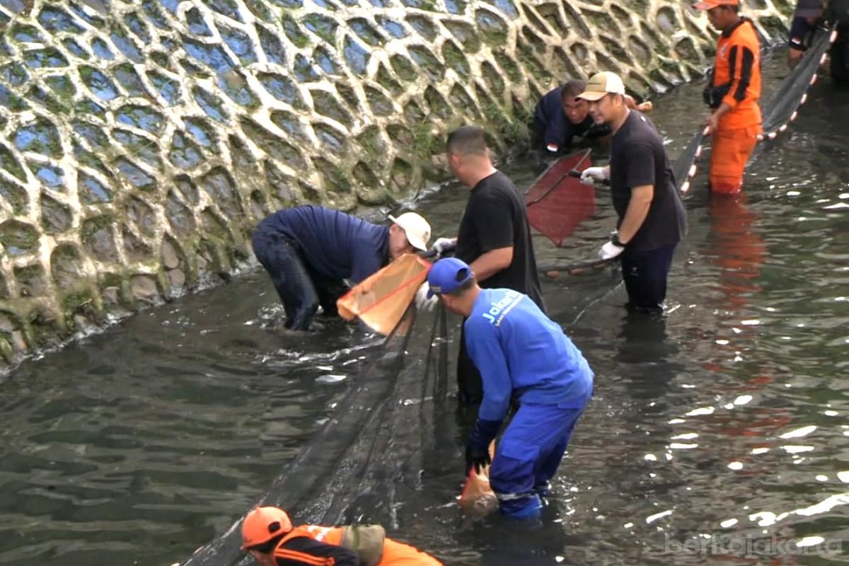 Ratusan Kilogram Ikan Sapu-sapu Ditangkap dalam Gerakan Pembersihan di 13 Sungai di Jakarta