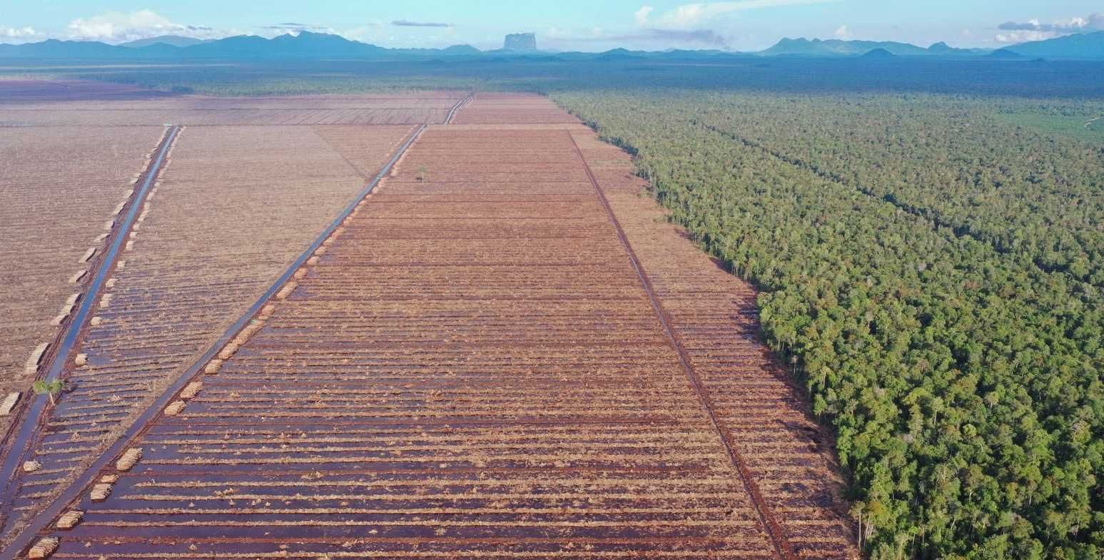 Temukan Bukti Produksi yang Tak Berkelanjutan, Earthsight & Auriga Nusantara Desak FSC Hentikan Proses Pemulihan APRIL