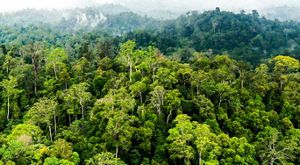 Hari Masyarakat Adat Sedunia: KLHK Tetapkan 15 Hutan Adat di Gunung Mas