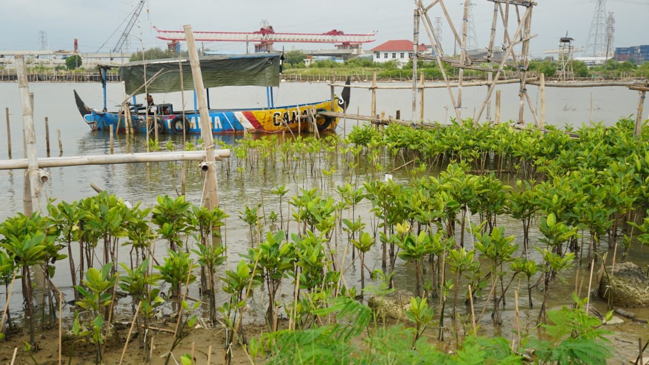 Kawasan Pemulihan Pesisir di Pantura Jawa Tengah