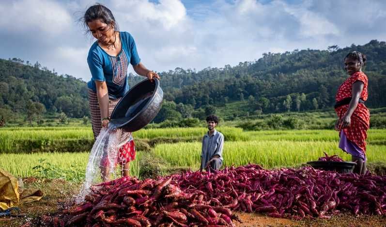 Pertanian Alami Kembalikan Kesuburan Tanah yang Rusak Akibat Pertanian Monokultur