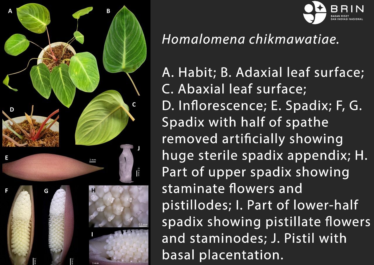 Peneliti BRIN Temukan Spesies Baru Tumbuhan Araceae Asal Riau
