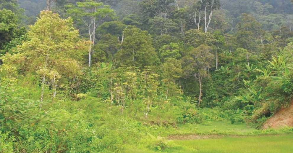 KLHK Sebut Laju Deforestasi di Indonesia Terus Menurun