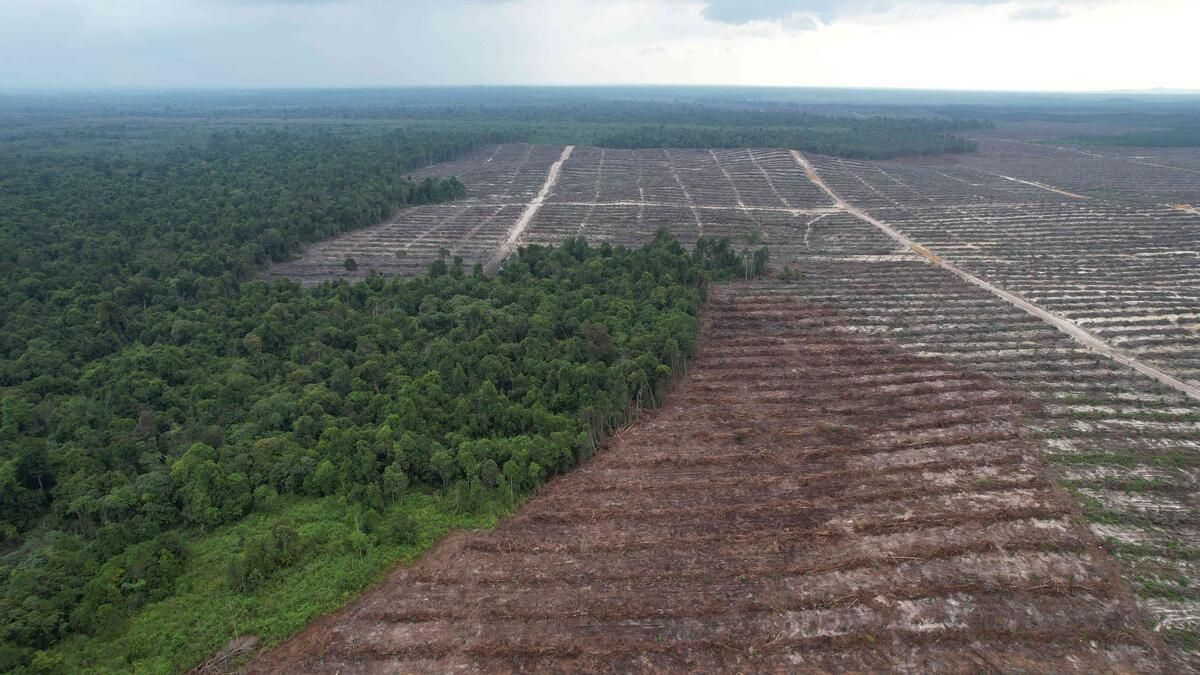 Investigasi Greenpeace Mengungkap Dalang Pembabatan Hutan di Kalimantan Barat