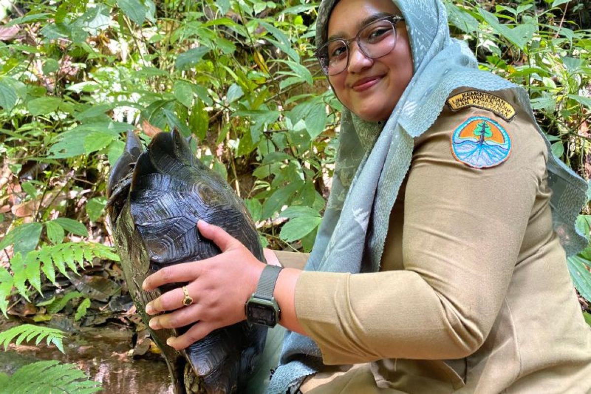 BKSDA Sumbar Lepasliarkan Baning Coklat Usia 20 Tahun ke Habitatnya
