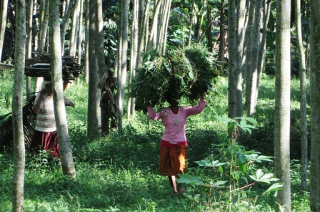 Kritik terhadap Perhutanan Sosial: Sentralisasi Hambat Pengelolaan Hutan Negara Secara Optimal