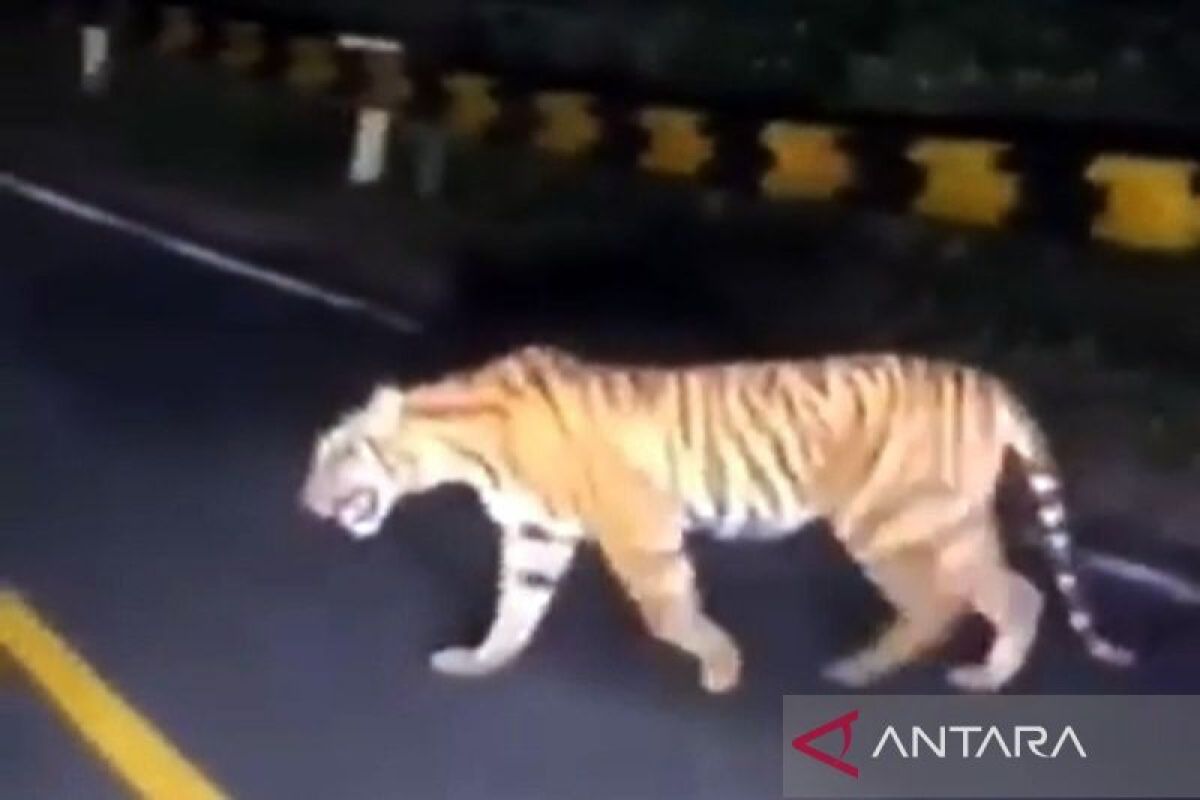 Kemunculan Harimau Sumatera di Jalan Lintas Barat Tanggamus-Krui Gegerkan Warga