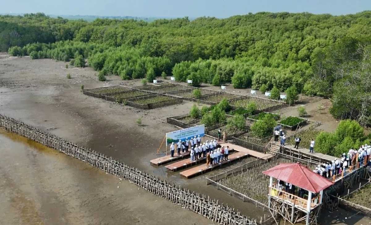 Ribuan Pohon Mangrove Lindungi Pesisir Utara Karawang dari Ancaman Abrasi