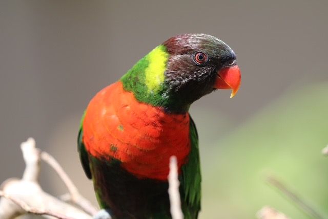 Repatriasi Burung Perkici Dada Merah Endemik Bali ke Habitat Asalnya
