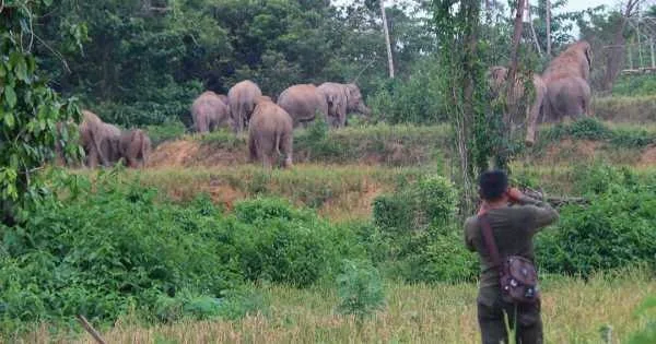 Konflik Gajah Liar Versus Manusia di Bener Meriah Aceh, Karena Habitat Rusak?