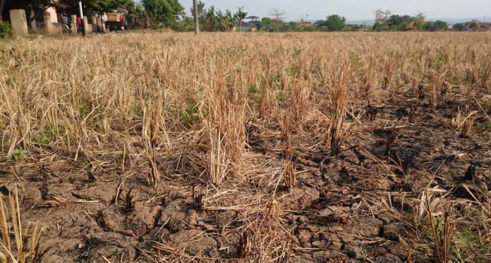 Sekitar 200 Hektare Lahan Persawahan di NTB Gagal Panen Akibat Kekeringan