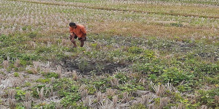 Sebagian Indonesia Memasuki Puncak Kemarau Bulan Juli, Ini Wilayahnya