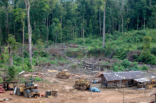 Sulawesi Tengah Terima 2,8 Juta Dolar untuk Program REDD+, Seperti Ini Rinciannya