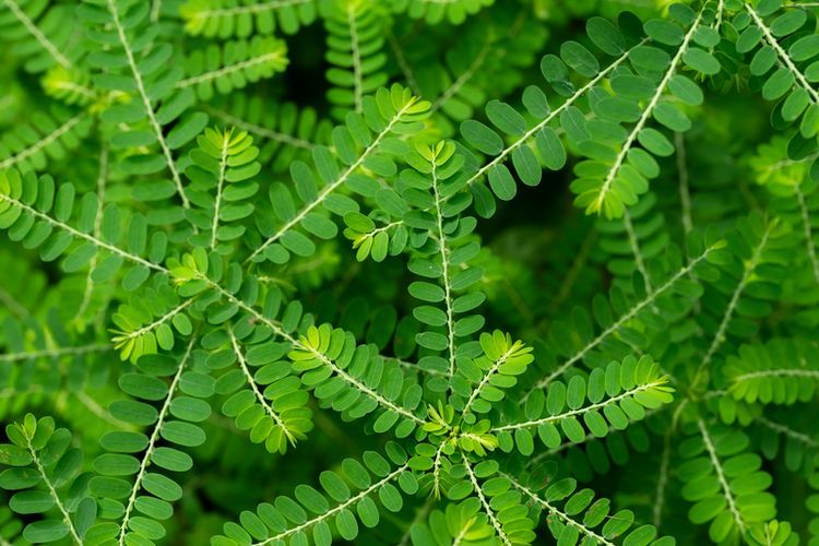 Tumbuh Liar dan Kerap Dianggap Gulma, Ini Manfaat Meniran Bagi Kesehatan
