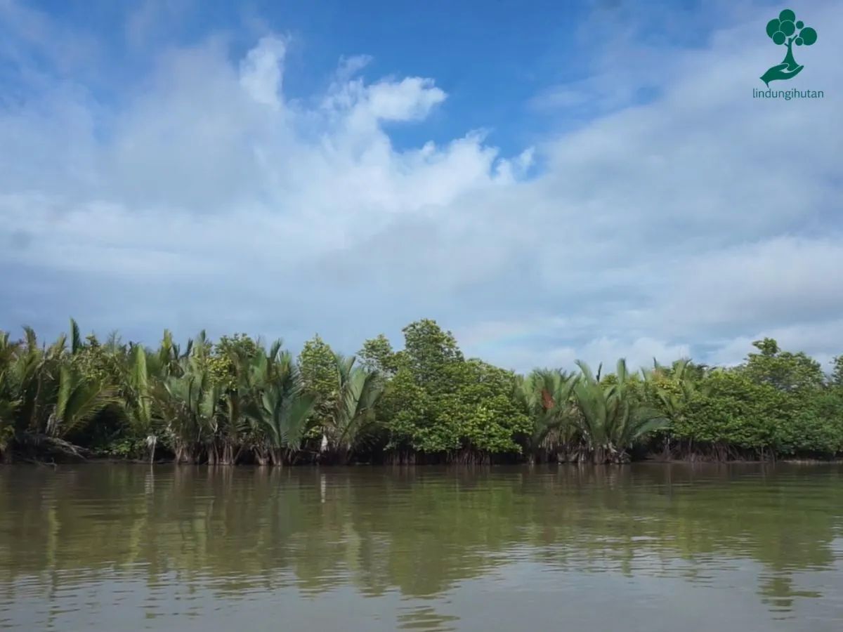 BRIN Gandeng Rekam Jejak Alam Nusantara Pulihkan Hutan Mangrove di Segara Anakan