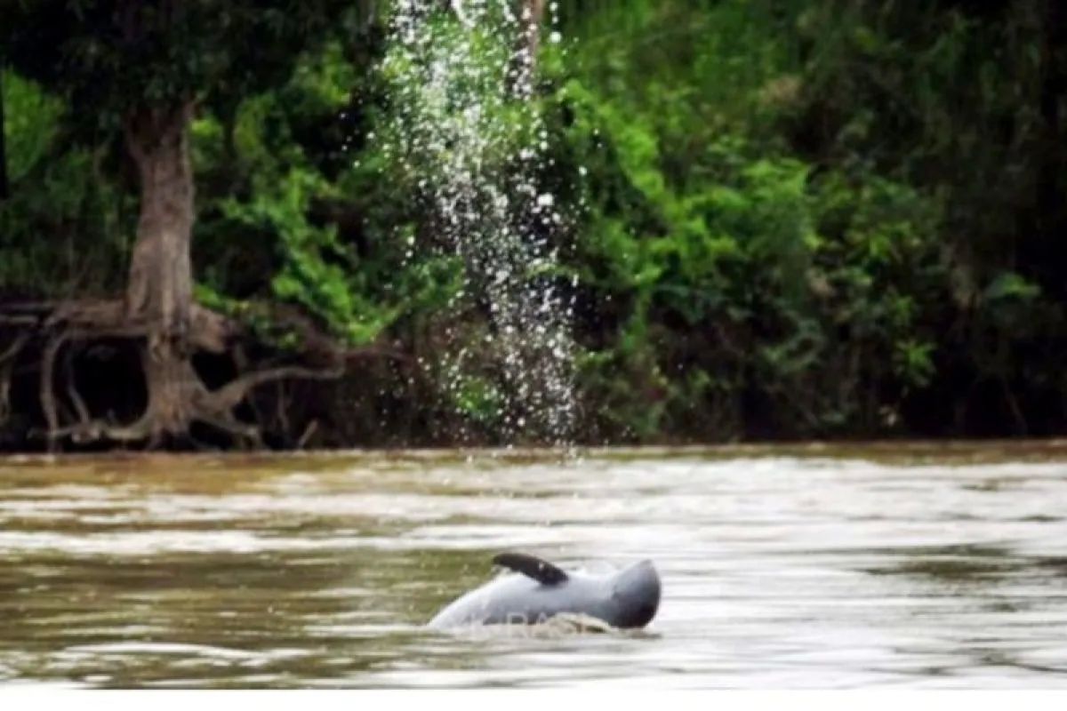 WWF: Jumlah Satwa Liar Turun 73 Persen dalam 50 Tahun Terakhir