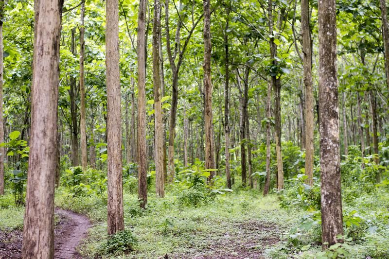 Hutan Wakaf: Warisan Hijau untuk Kelestarian Lingkungan dan Pemberdayaan Masyarakat