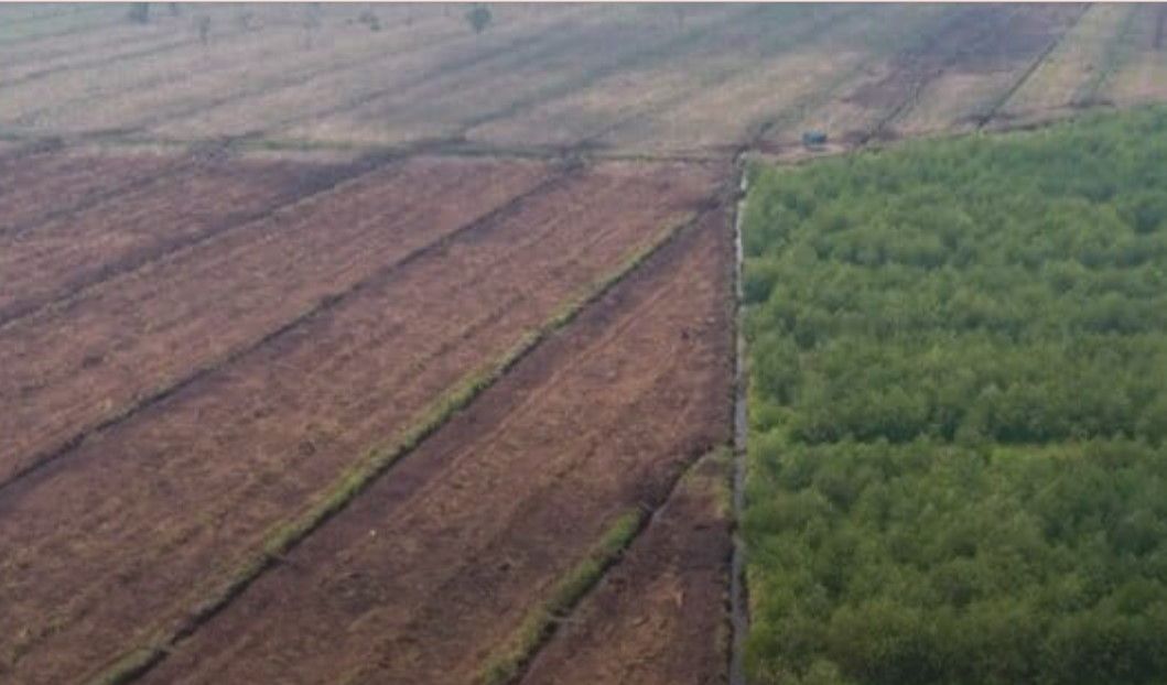 Sekitar 12,3 Juta Hektare Lahan Kritis di Indonesia Butuh Rehabilitasi Segera
