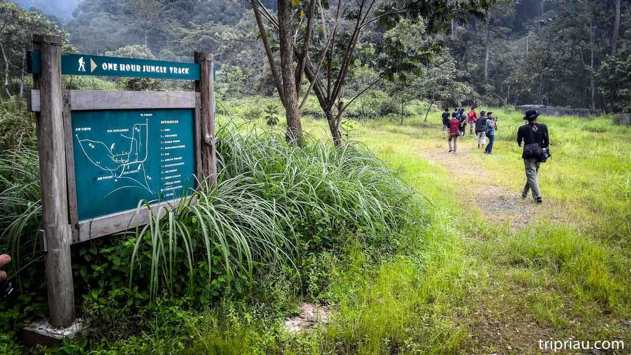 Ruang Jelajah Satwa Liar di Taman Nasional Bukit Tigapuluh Terus Menyempit