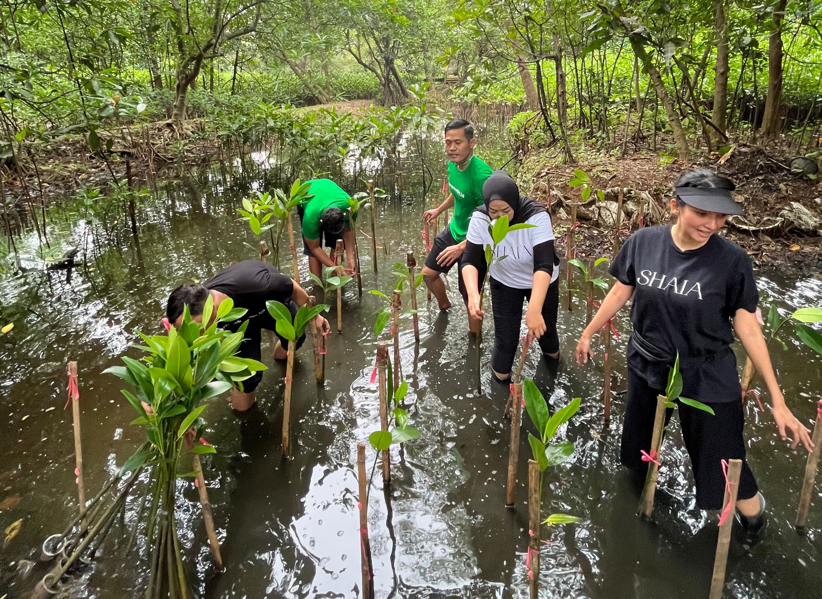 Belajar dari Bali, Penanaman Mangrove di Jakarta Juga Harus Digiatkan