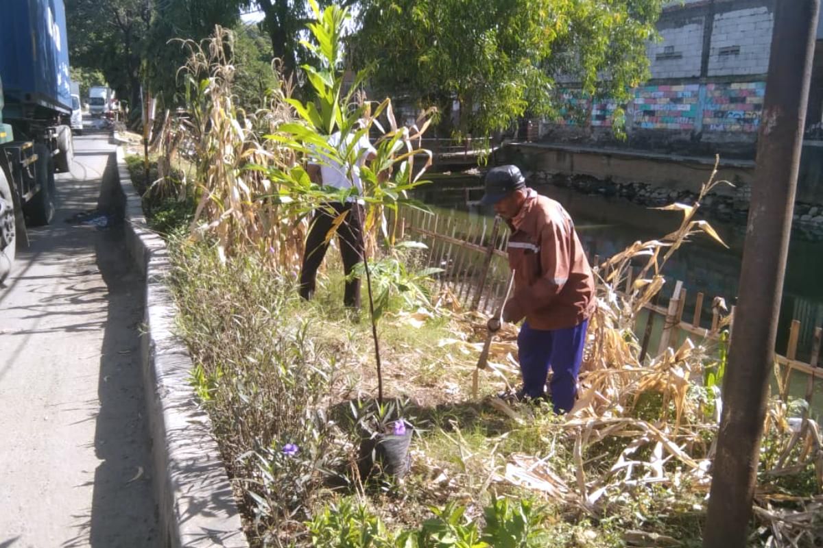 Pohon Matoa, Nangka dan Cempedak Bakal Hijaukan Wilayah Kelurahan Rawa Terate, Jakarta Timur