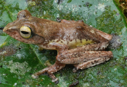 BRIN Temukan Spesies Baru Katak Pohon Endemik Sulawesi