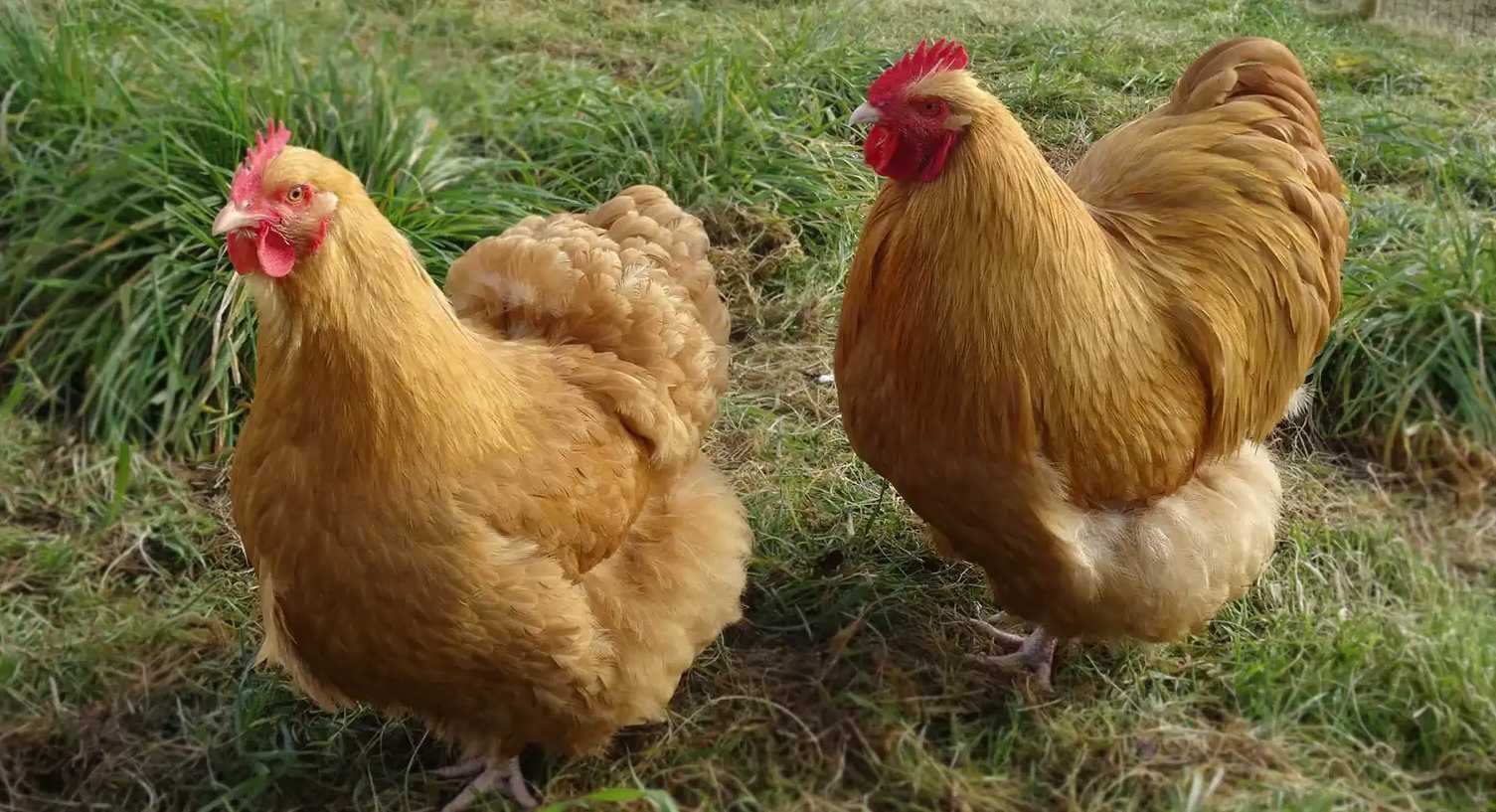 Kota di Eropa Dorong Warganya Pelihara Ayam untuk Atasi Limbah Makanan Rumah Tangga