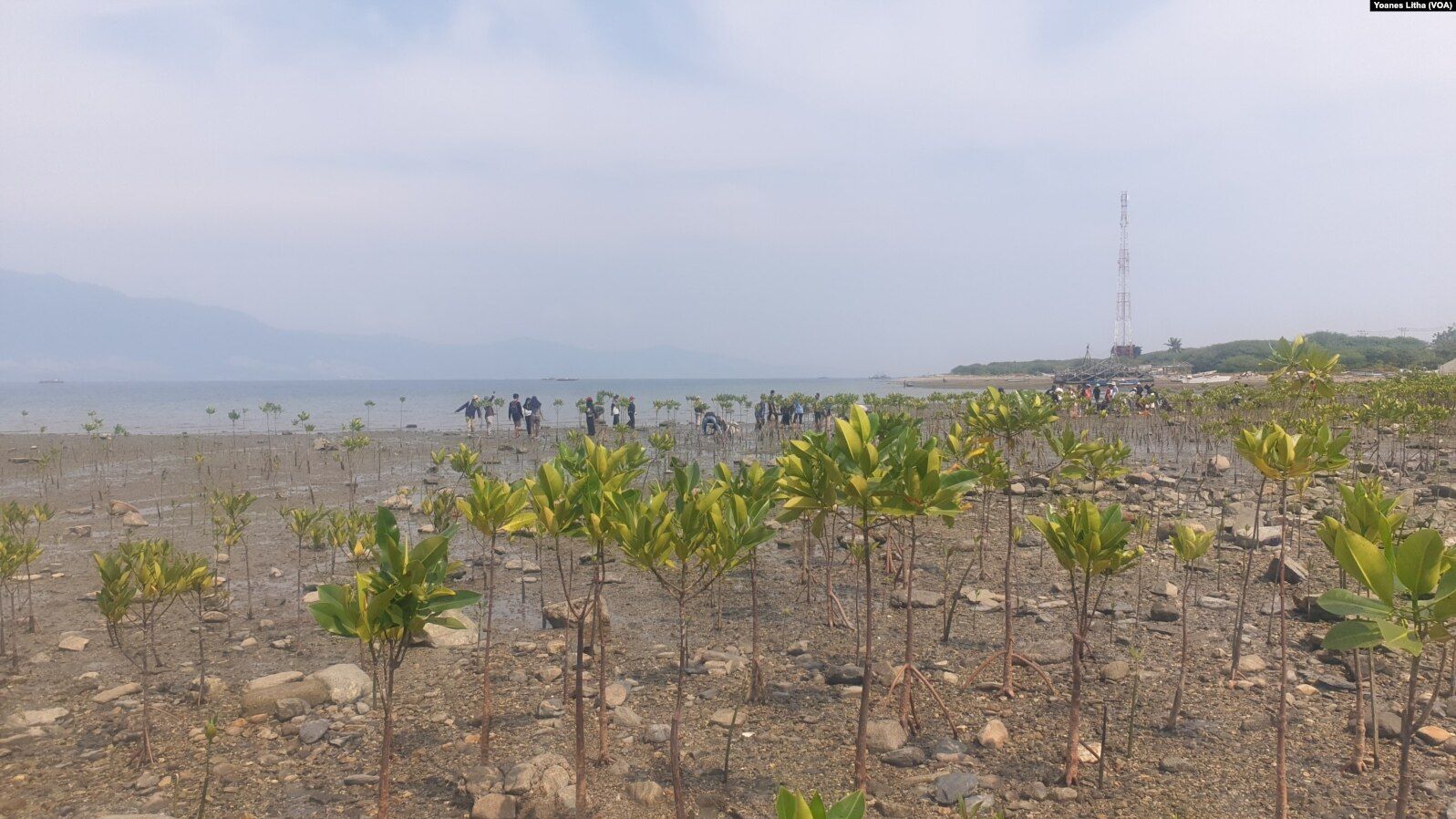 SOS! Setiap Tahun Belasan Ribu Hektare Hutan Mangrove Hilang