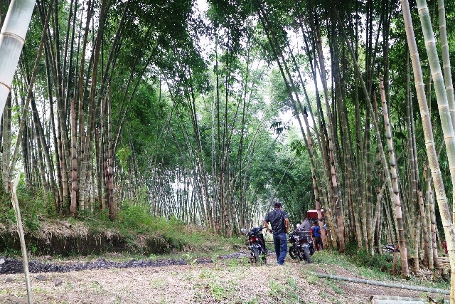 Jejak Leluhur Masyarakat Suku Ngada di Flores dari Penggunaan Bambu