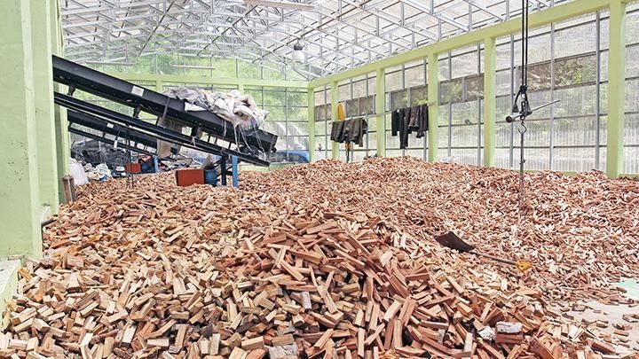 Proyek Listrik Biomassa Mengancam Kelestarian Hutan Kalimantan