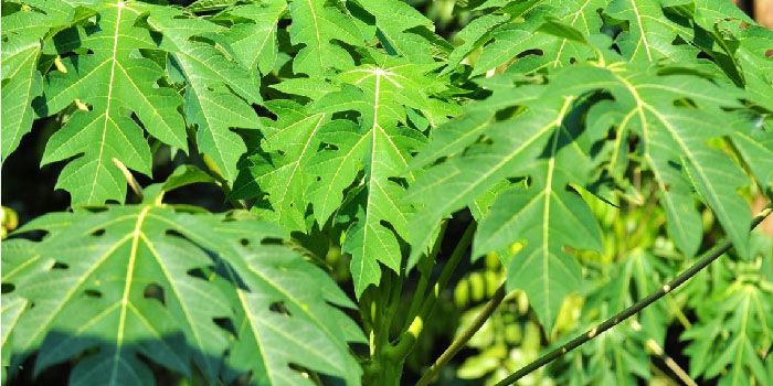 Terapi Kombinasi Ramuan Daun Pepaya, Alternatif Baru Menangani Pasien DBD