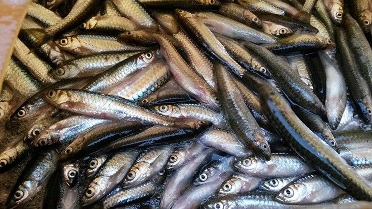 Mengenal Ikan Depik: Ikan Endemik Dataran Tinggi Gayo yang Populasinya Terus Menurun