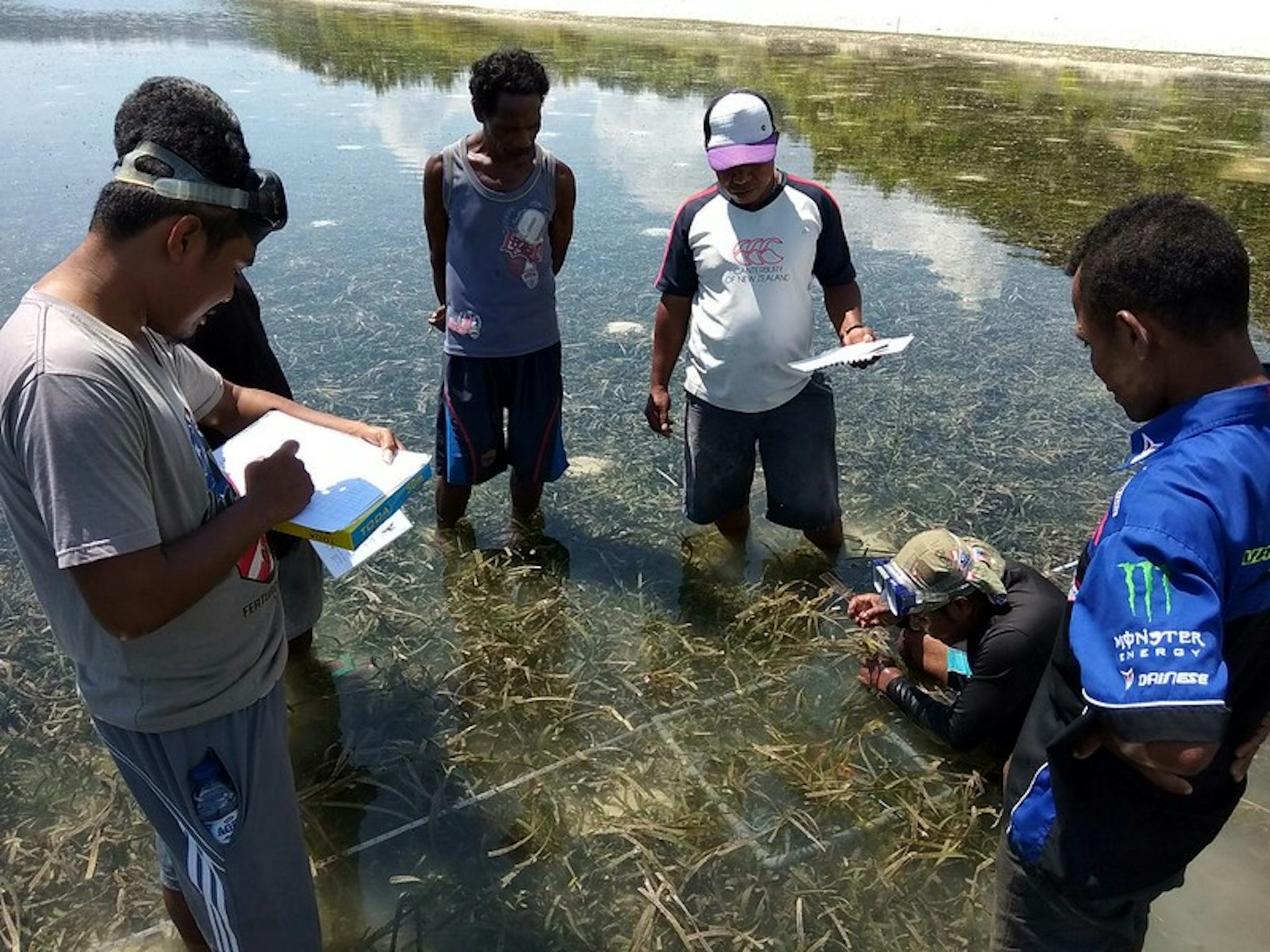 Restorasi Padang Lamun di Kawasan Ekowisata Cuku NyiNyi, Lampung