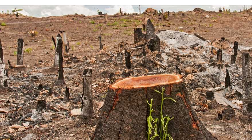 Ada Kesenjangan Pembiayaan Hutan di Indonesia: Aliran Dana yang Berkontribusi pada Kerusakan Hutan Jauh Lebih Besar