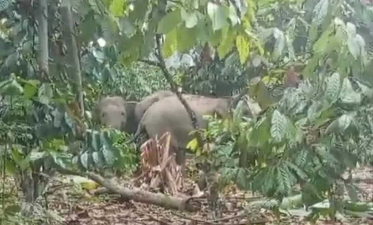 Menakar Efektifitas Praktik Agroforestri untuk Pulihkan Fungsi Hutan Lindung
