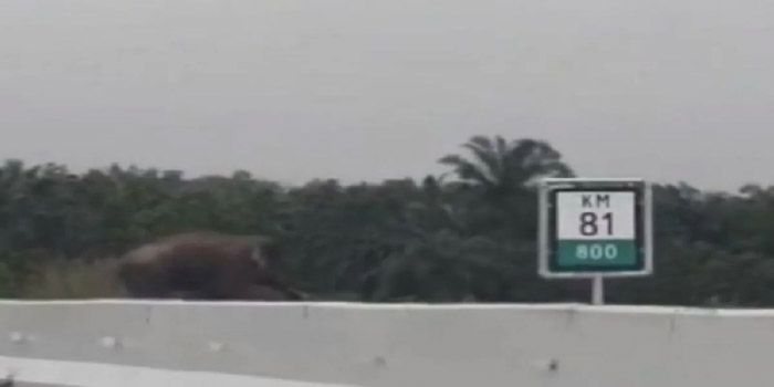Tak Usah Kaget Ketika Gajah Sumatera Melintasi Tol Pekanbaru-Dumai