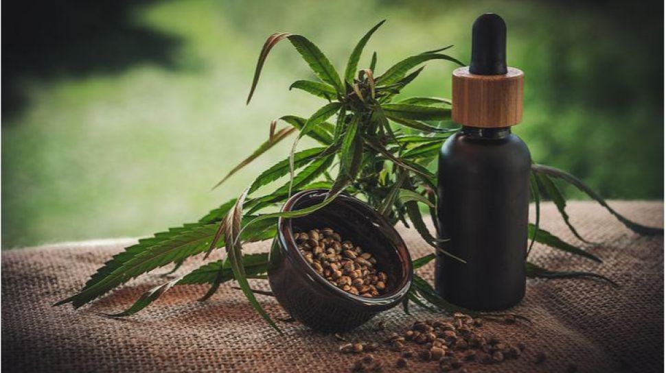 Membaca Peluang Indonesia Melegalkan Ganja untuk Pengobatan