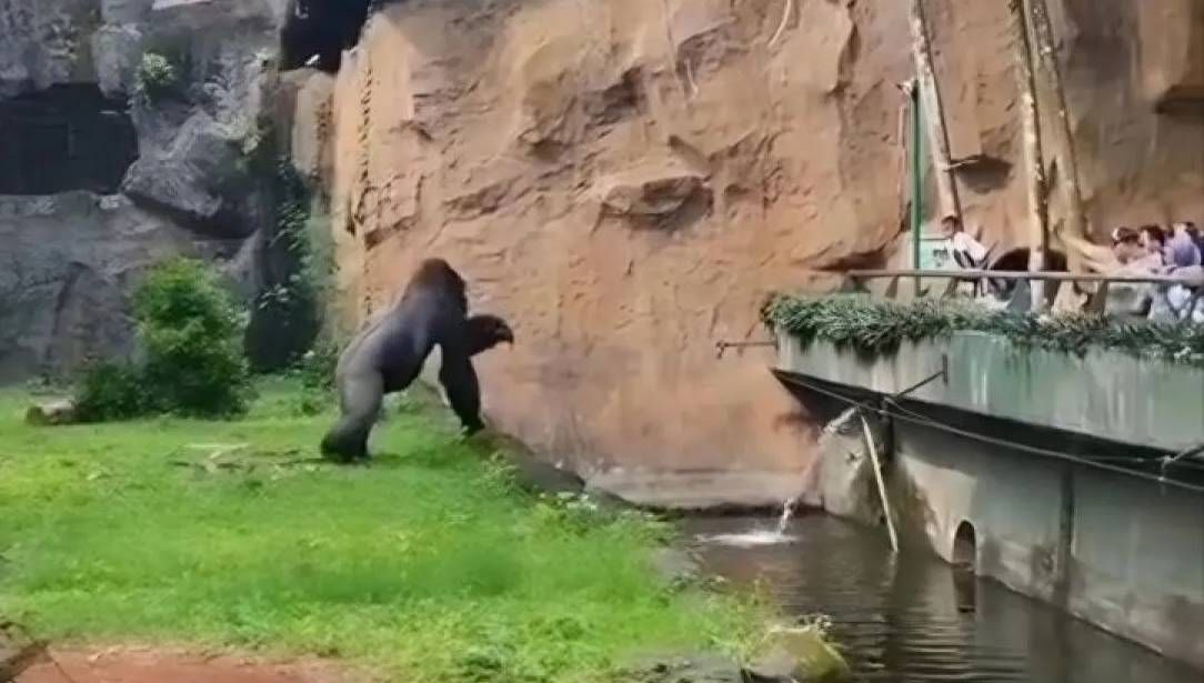Merasa Diganggu, Gorila Penghuni Taman Margasatwa Ragunan Ngamuk