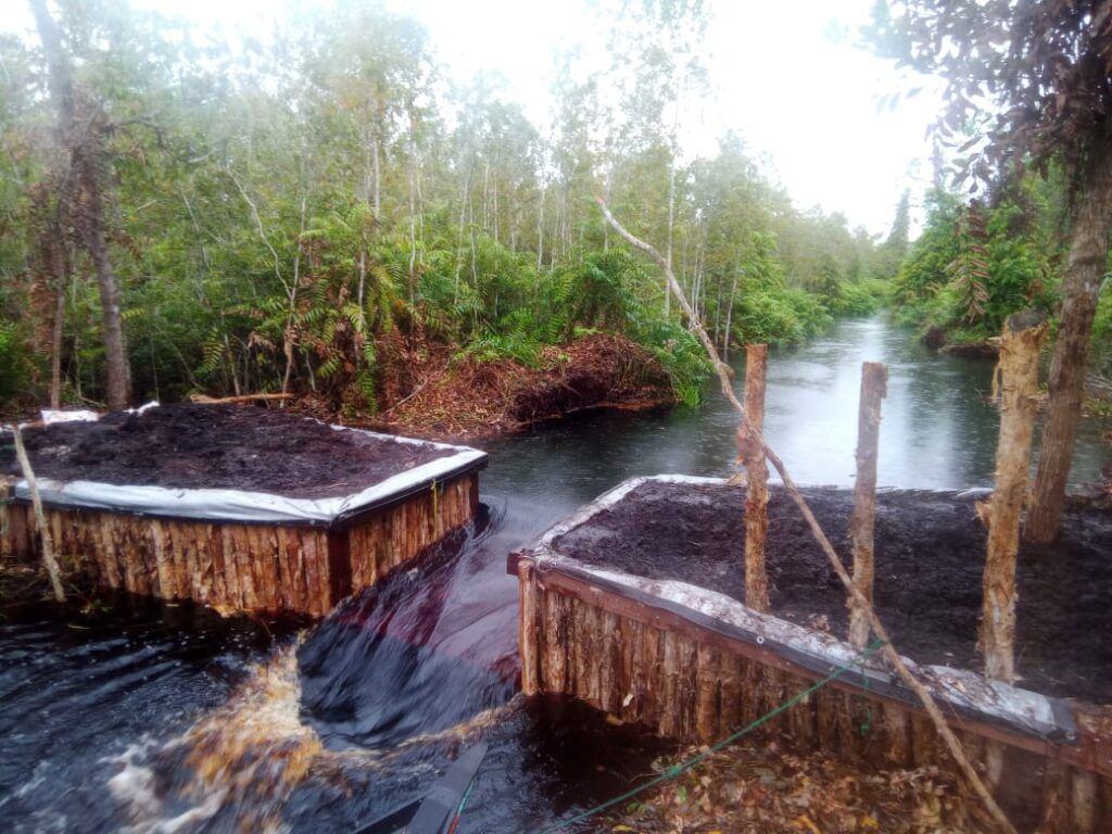 Upaya yang Bisa Dilakukan untuk Merehabilitasi Lahan Gambut yang Telanjur Rusak